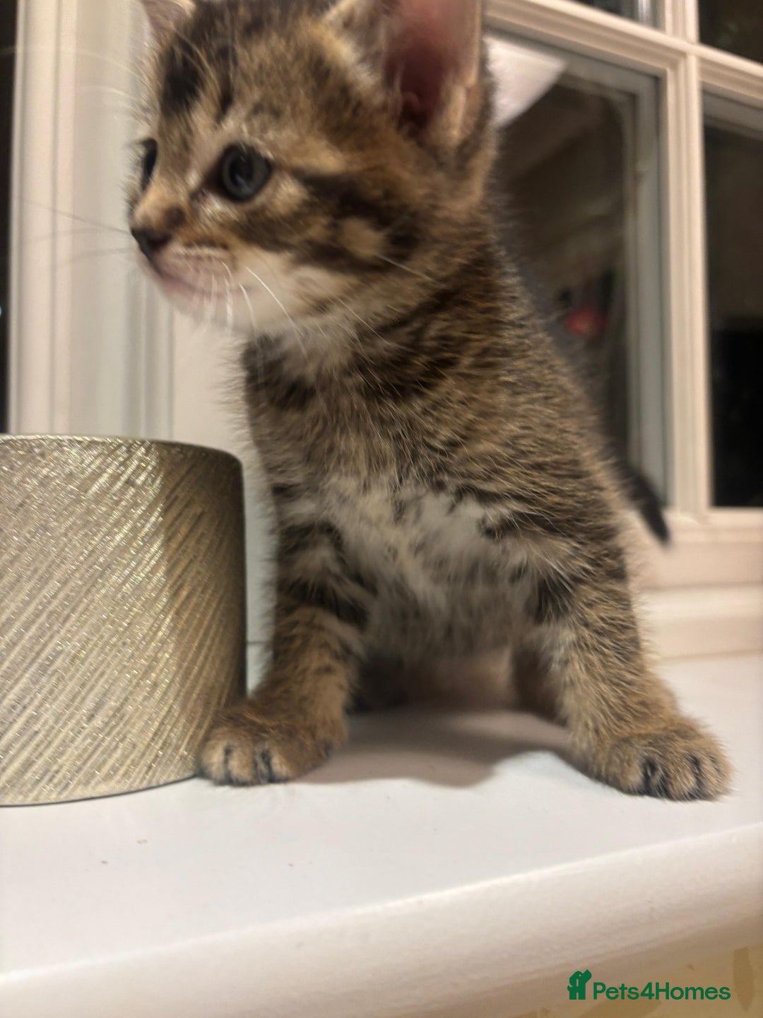 Mixed Breed cats for sale: 4 Persian chinchilla mix breed kittens  - Image 6