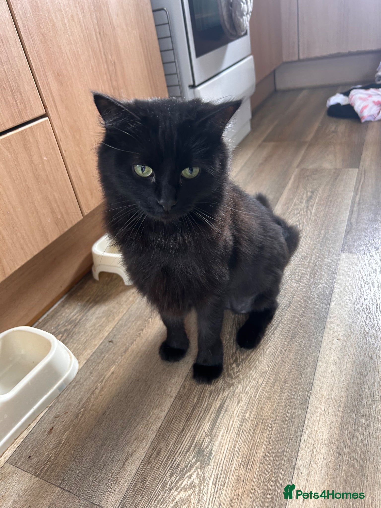 Mixed Breed cats Our loving shamoo - Advert 10