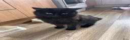 Mixed Breed cats for sale: Our loving shamoo - Advert 1