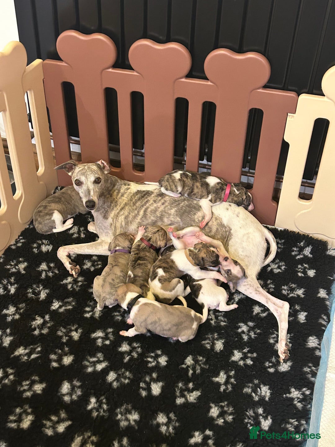 Whippet dogs for sale: A beautiful-well bred litter of small whippets  - Image 9