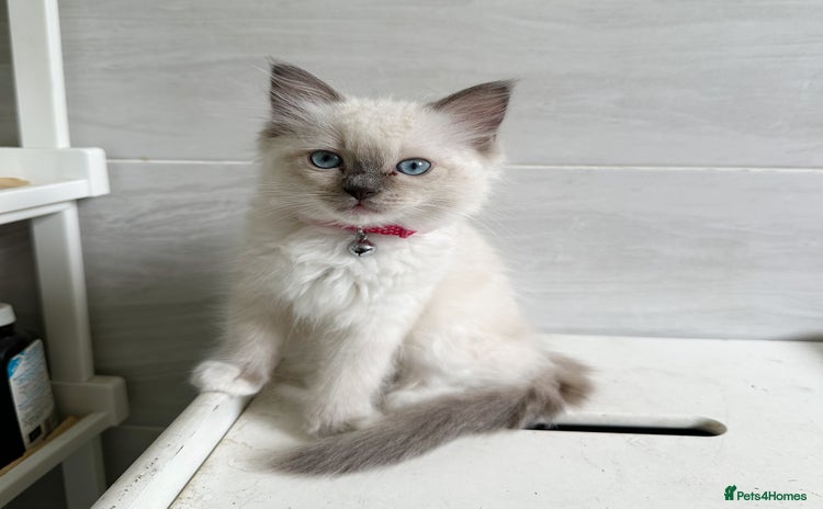 Ragdoll cats - Advert 14