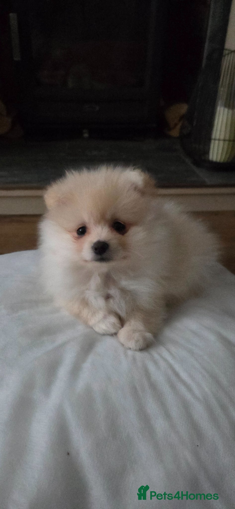 Pomeranian dogs Pomeranian babies - Advert 4