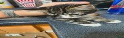 Domestic Shorthair cats for sale: Male kitten - Advert 3