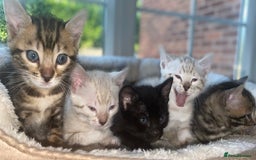 Bengal cats for sale: 5 Bengal Kittens (snow, brown, black) - Image 2