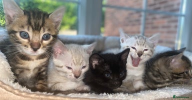 Bengal cats - Advert 9