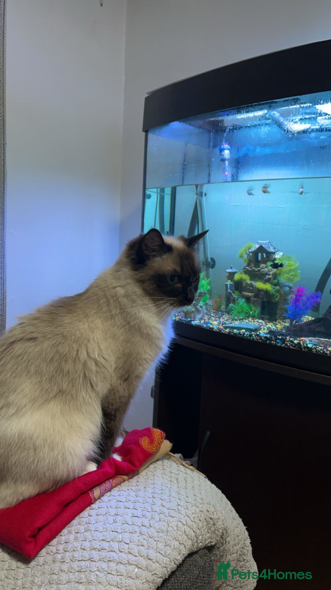 Ragdoll cats for sale: Ragdol female cat for sale - Advert 1