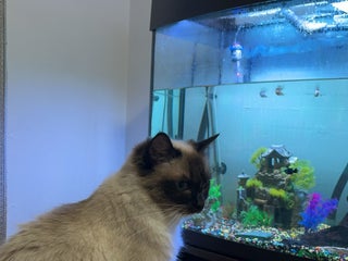 Ragdoll cats Ragdol female cat for sale - Advert 1