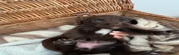 Mixed Breed dogs for sale: Exceptional Chocolate Working Sprocker Puppies - Advert 8
