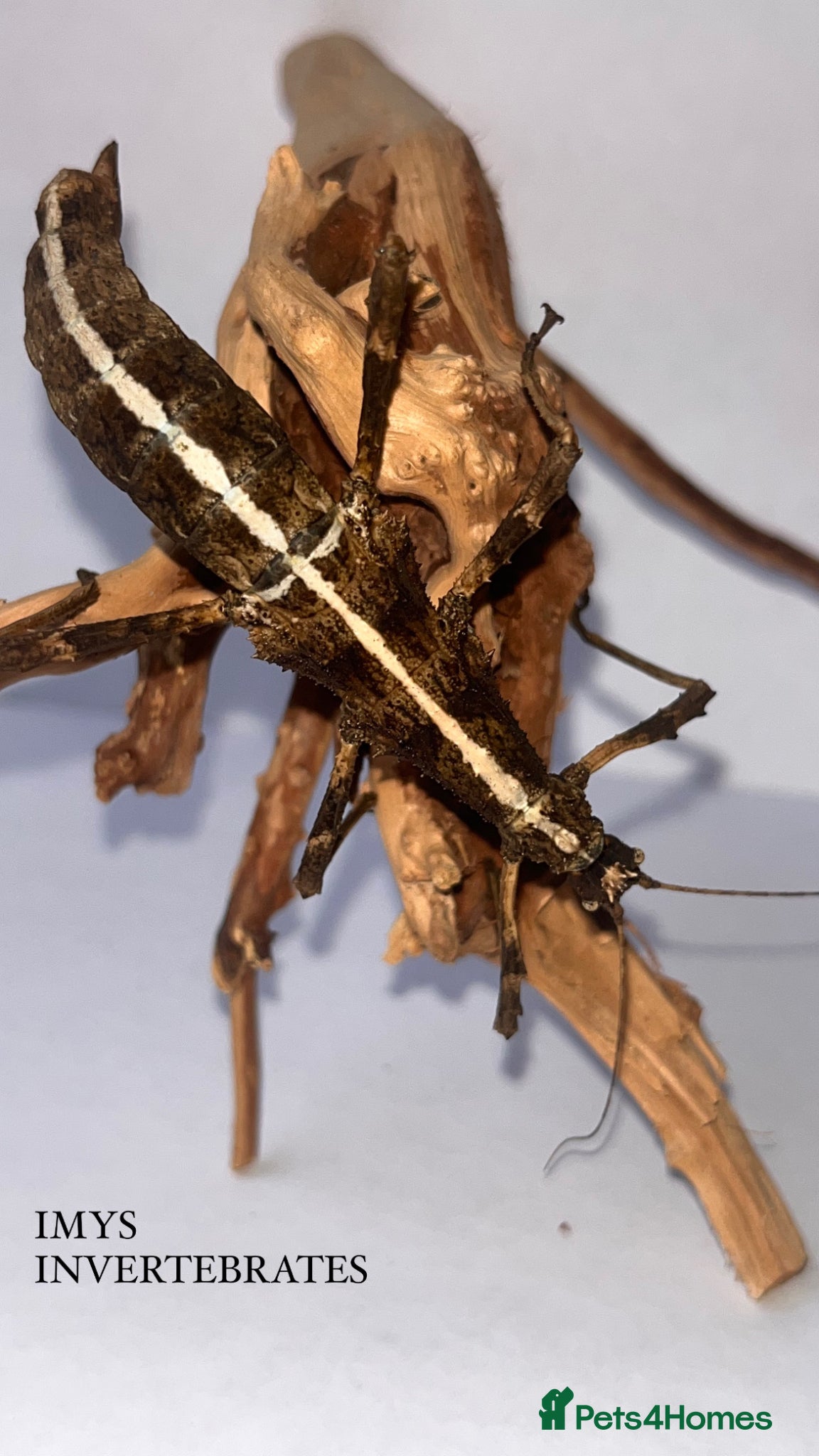 Stick Insects invertebrates X5 SUNNY STICK INSECTS happy to ship  - Advert 9