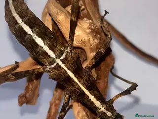 Stick Insects invertebrates X5 SUNNY STICK INSECTS happy to ship - Advert 5