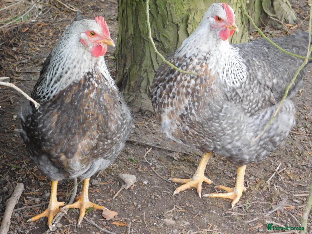 Chickens poultry for sale: Trio of 2025 Silver Bielefelders POL - Advert 6