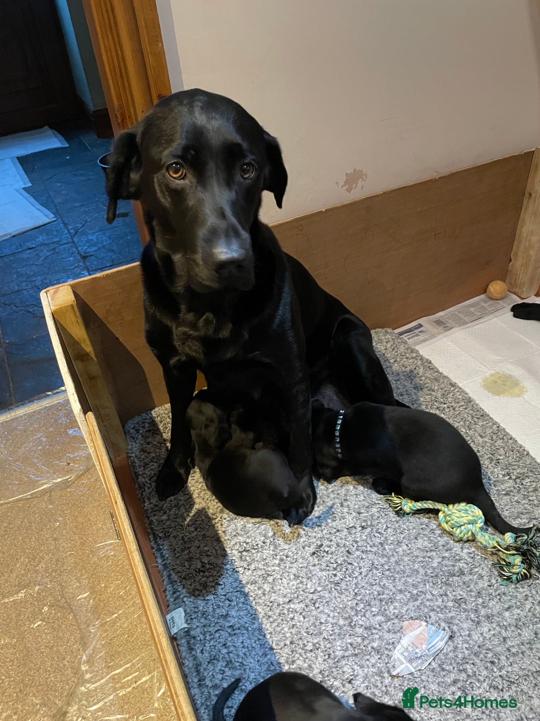 Labrador Retriever dogs for sale: Black Labrador puppies - Advert 13