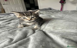 Mixed Breed cats for sale: Mixed breed cats  - Image 4
