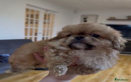 Pekingese dogs for sale: Gorgeous Pekingese puppies  - Image 6