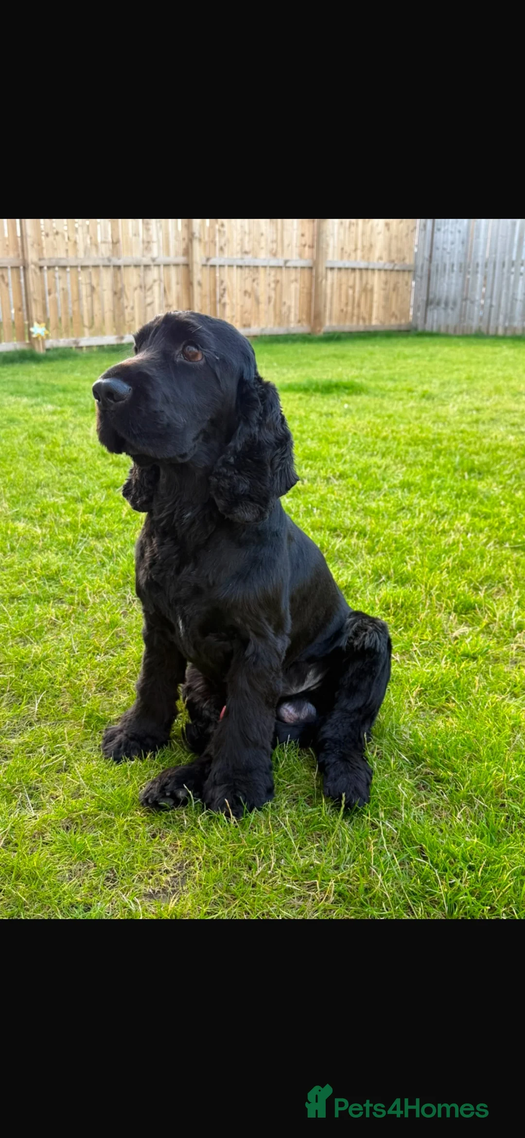 Cocker Spaniel dogs for stud: 🖤 LINDALLOCH ARLO - KC Registered 🖤 - Advert 4