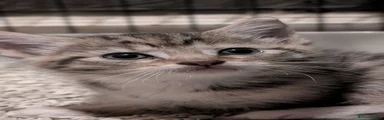 Domestic Shorthair 2