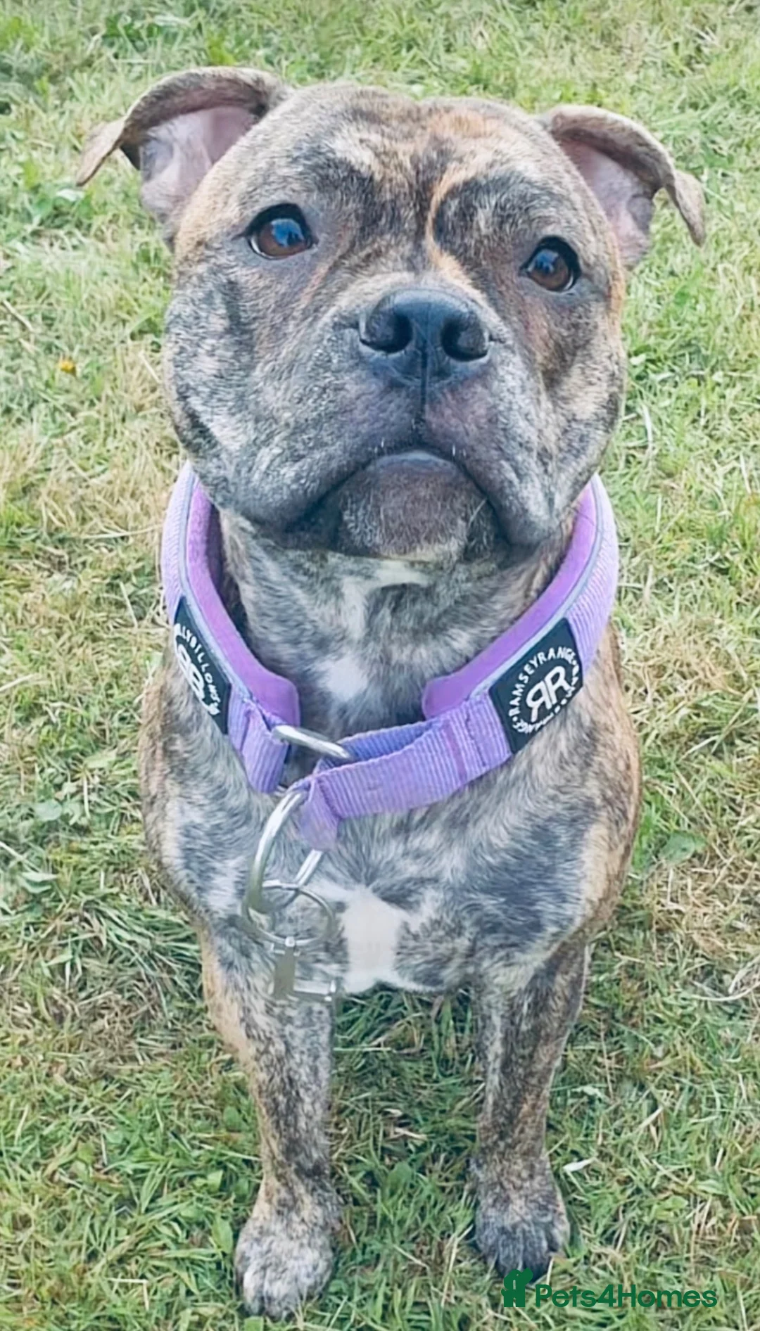 Staffordshire Bull Terrier dogs for sale: Staffordshire Bull Terrier Puppy’s - Advert 1