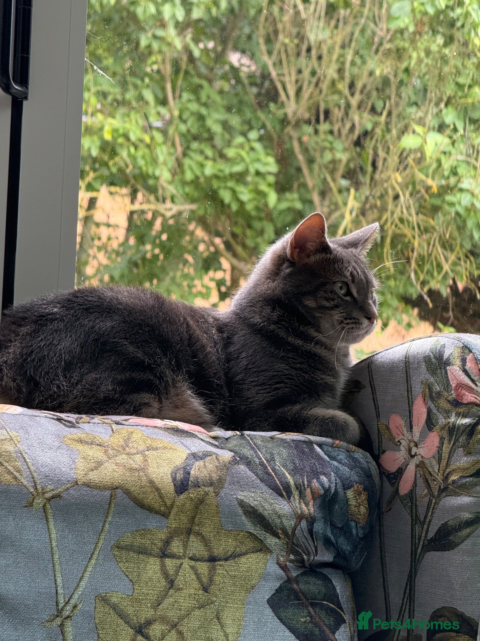 Russian Blue cats Adorable 2 year old tabby cat - Advert 1