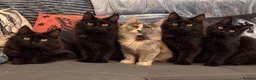 Maine Coon cats for sale: Reduced XL TICA Maine Coon Kitten active possible  - Advert 15