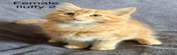 Mixed Breed cats for sale: Ginger kittens - Advert 8
