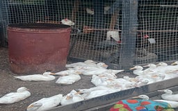 Ducks poultry for sale: Cherry Valley Ducks  - Image 2