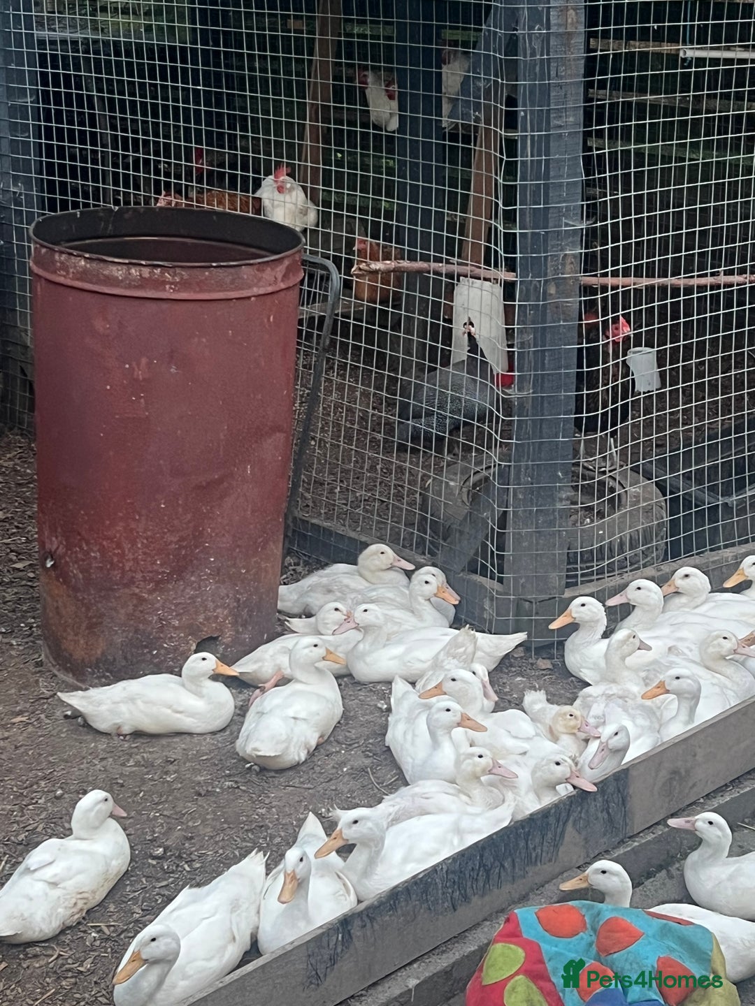 Ducks poultry for sale: Cherry Valley Ducks  - Image 2