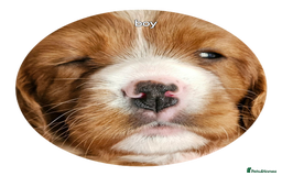 Cavalier King Charles Spaniel dogs for sale: cavalier king charles puppies  - Image 6
