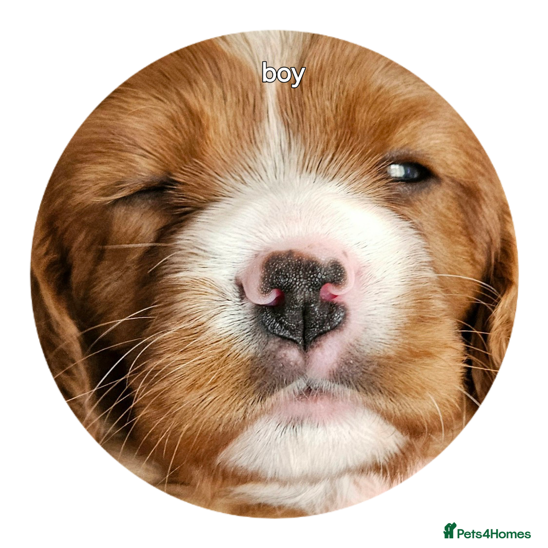 Cavalier King Charles Spaniel dogs for sale: cavalier king charles puppies  - Image 6