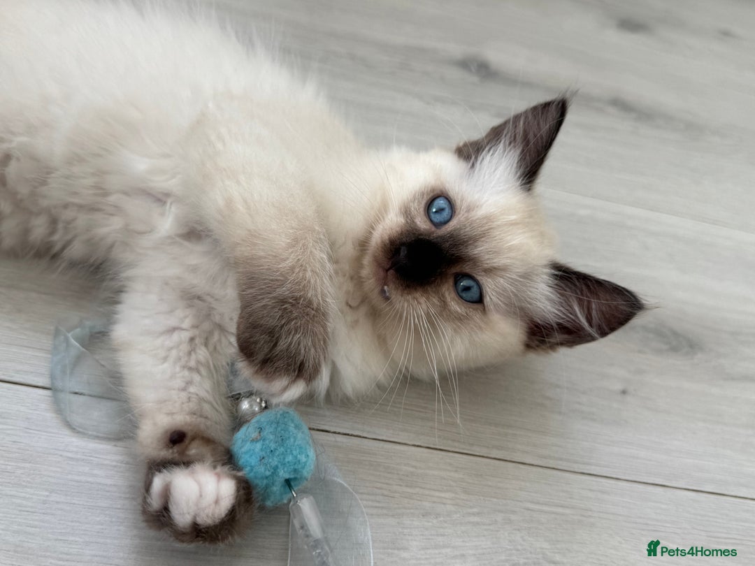 Ragdoll cats for sale: Purebred Ragdoll  - Image 2