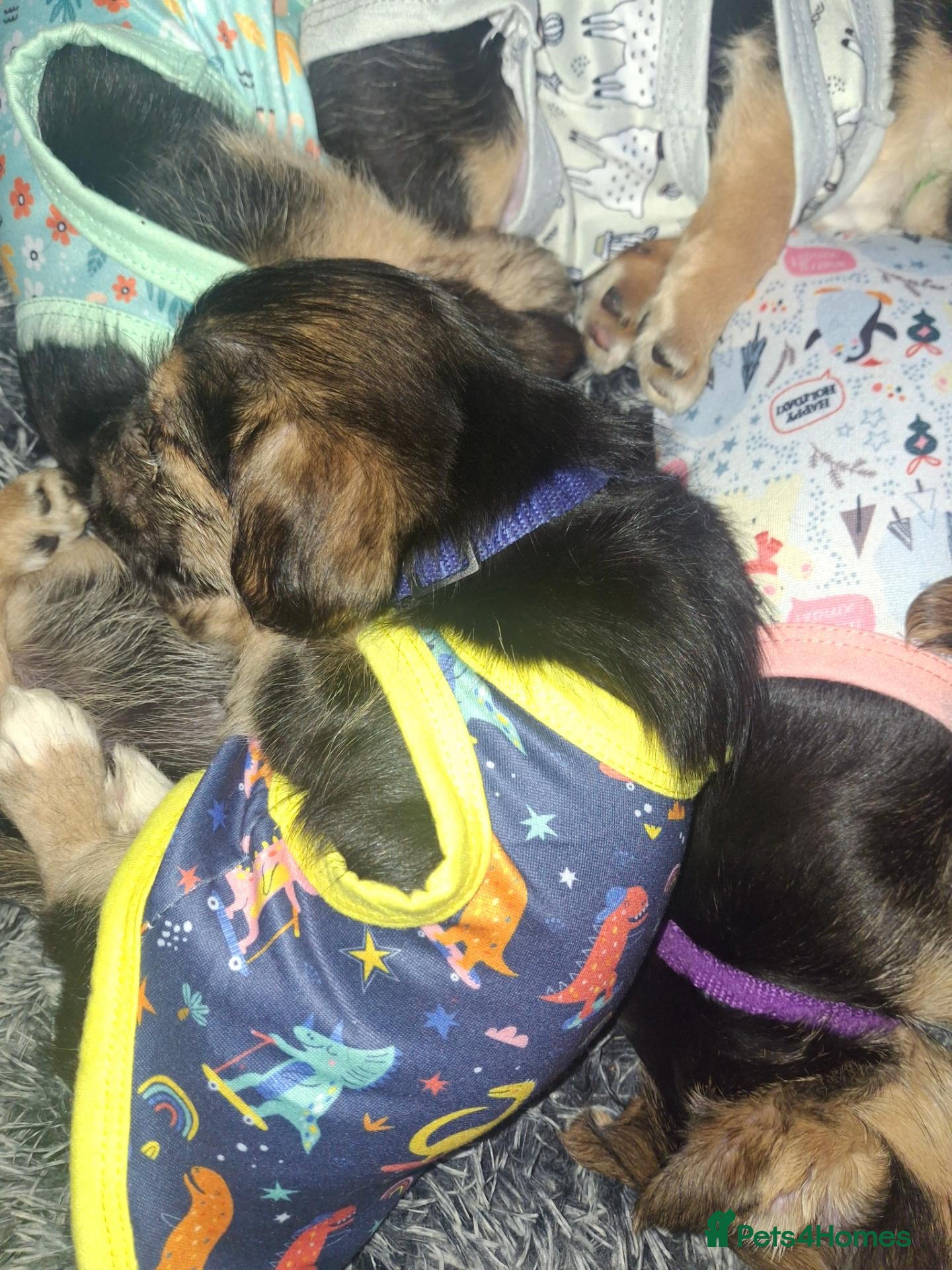 Yorkshire Terrier dogs for sale: One boy left  - Advert 1
