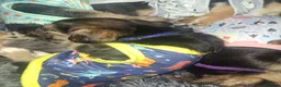 Yorkshire Terrier dogs for sale: One boy left  in Doncaster - Advert 1