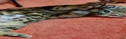 Bengal cats for sale: Bengal mix kittens for sale - Advert 21