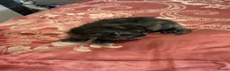 Maine Coon cats for sale: 3 gorgeous Maine coon kittens for sale - Advert 22