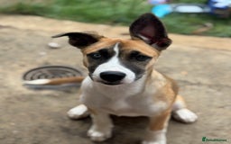 Mixed Breed dogs for sale: Staff x Husky Pup - Image 6