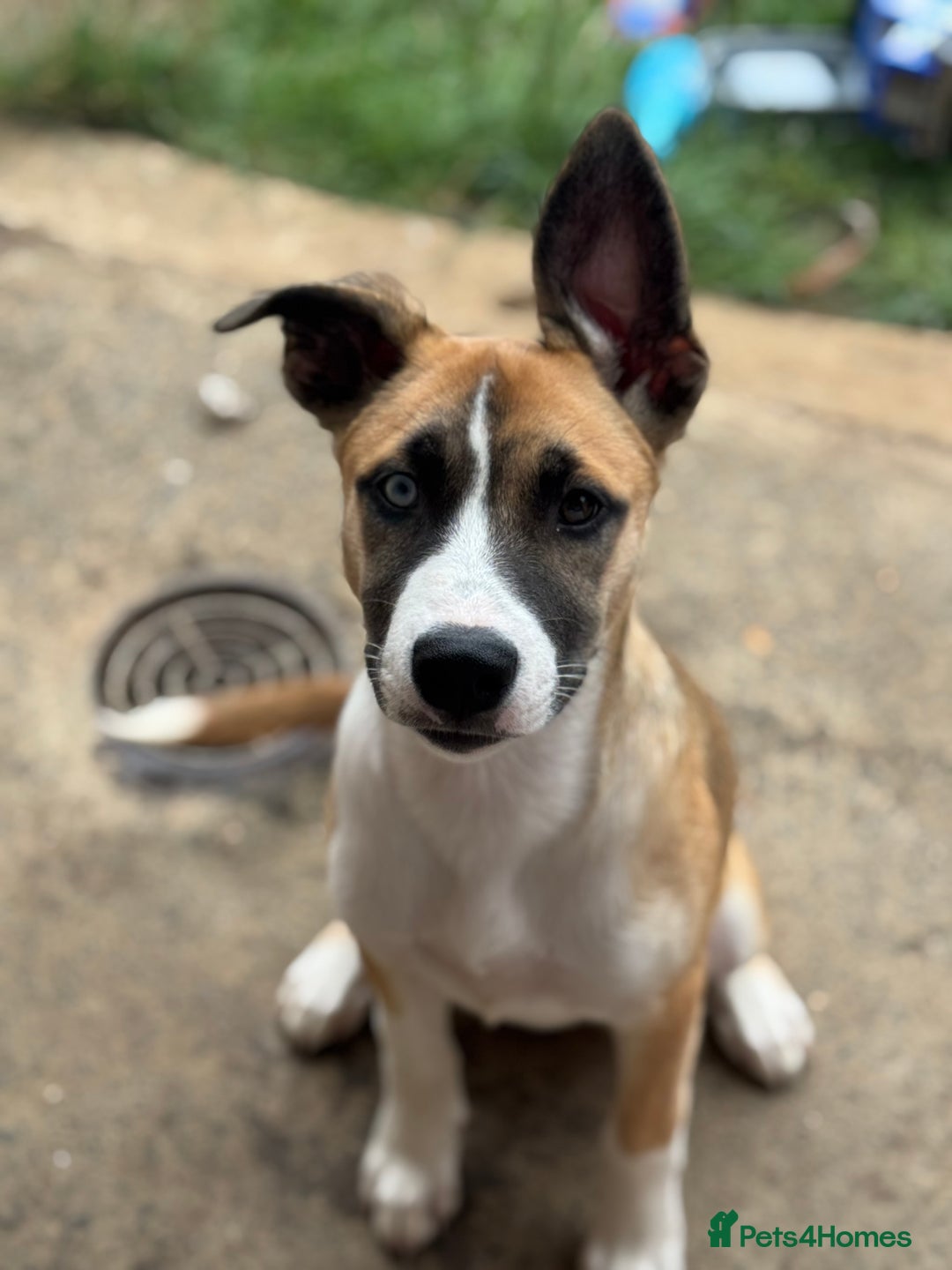 Mixed Breed dogs for sale: Staff x Husky Pup - Image 6