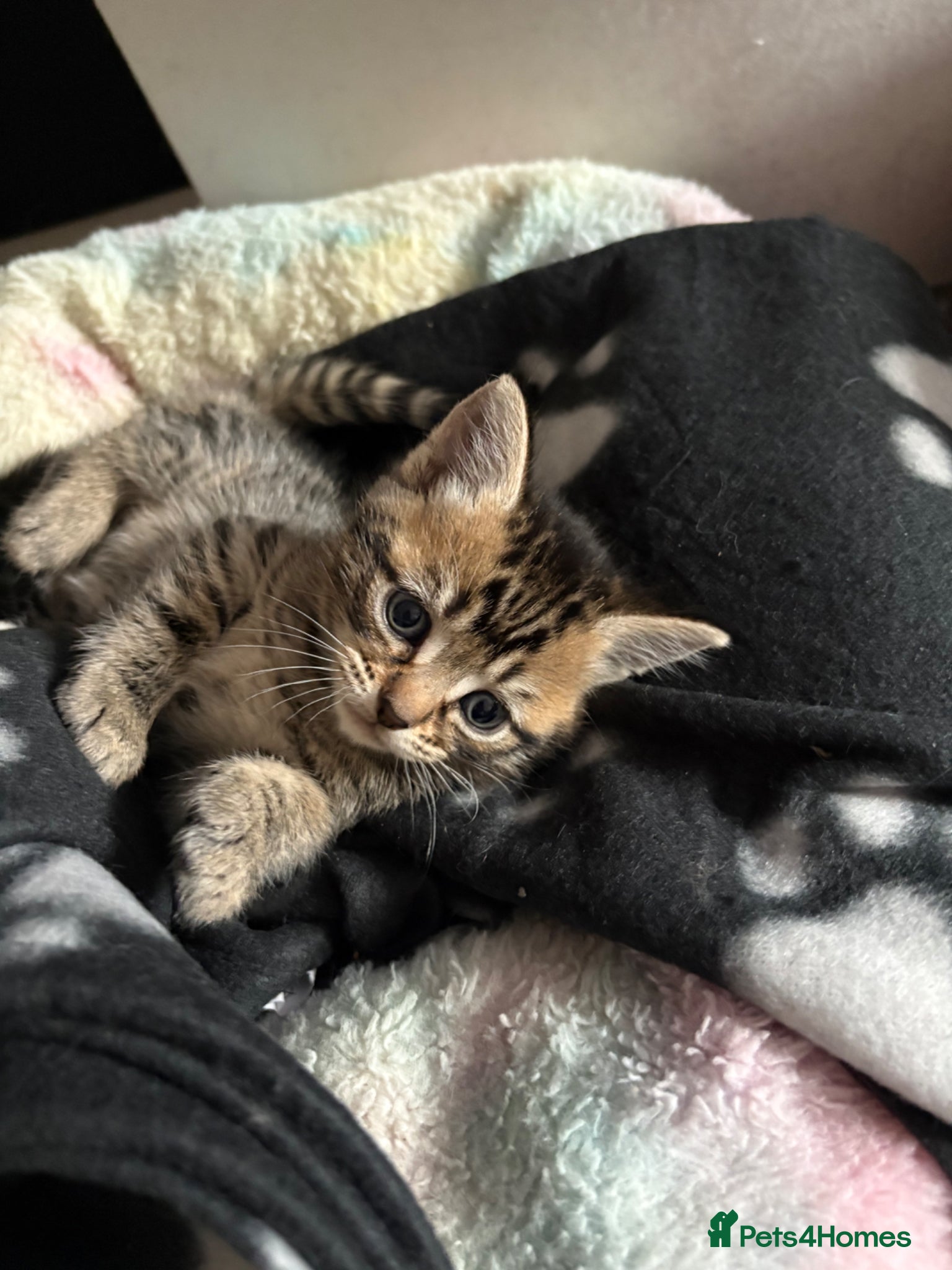 Mixed Breed cats READY British Shorthair X stunning features!  - Advert 16