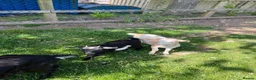 Goats livestock for sale: Pygmy X Female & Wether - Advert 4