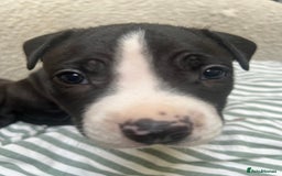 Staffordshire Bull Terrier dogs for sale: Beautiful mixstaffy looking for a forever home - Image 3