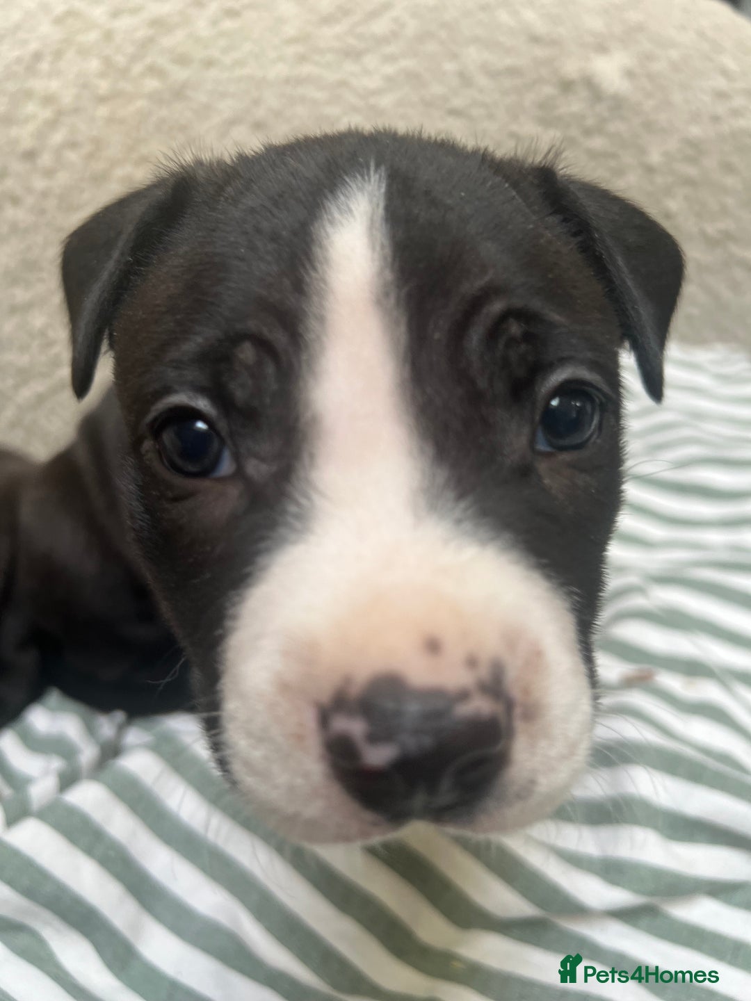 Staffordshire Bull Terrier dogs for sale: Beautiful mixstaffy looking for a forever home - Image 3