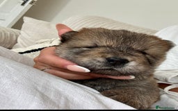 Chow Chow dogs for sale: Stunning fawn chow chow puppy almost ready to leav - Image 8