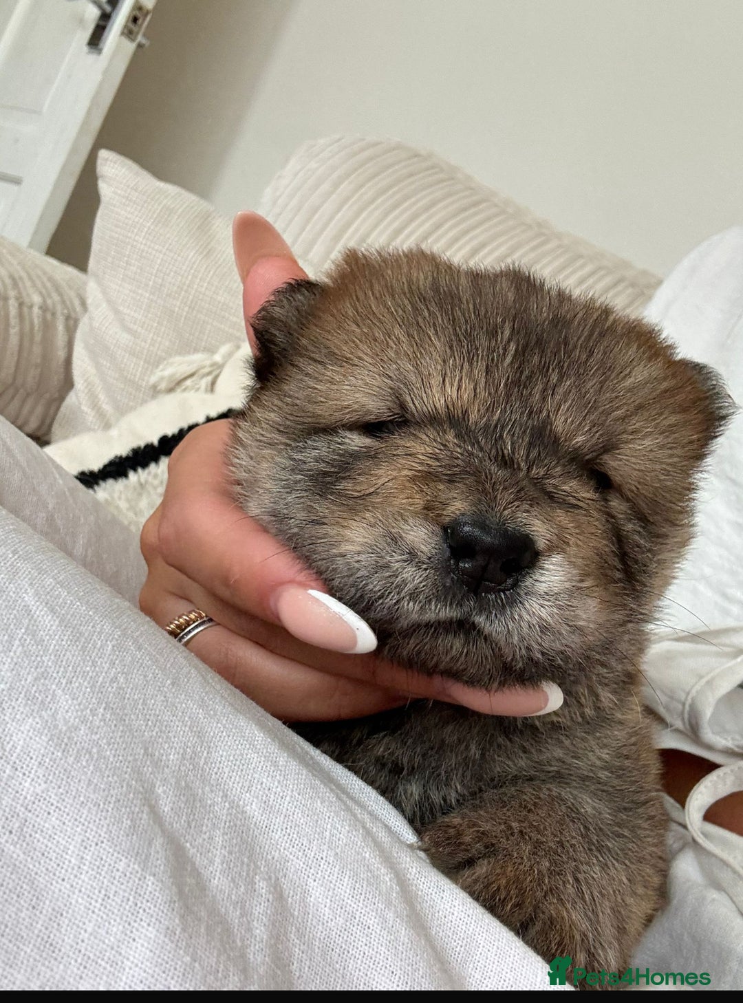 Chow Chow dogs for sale: Stunning fawn chow chow puppy almost ready to leav - Image 8