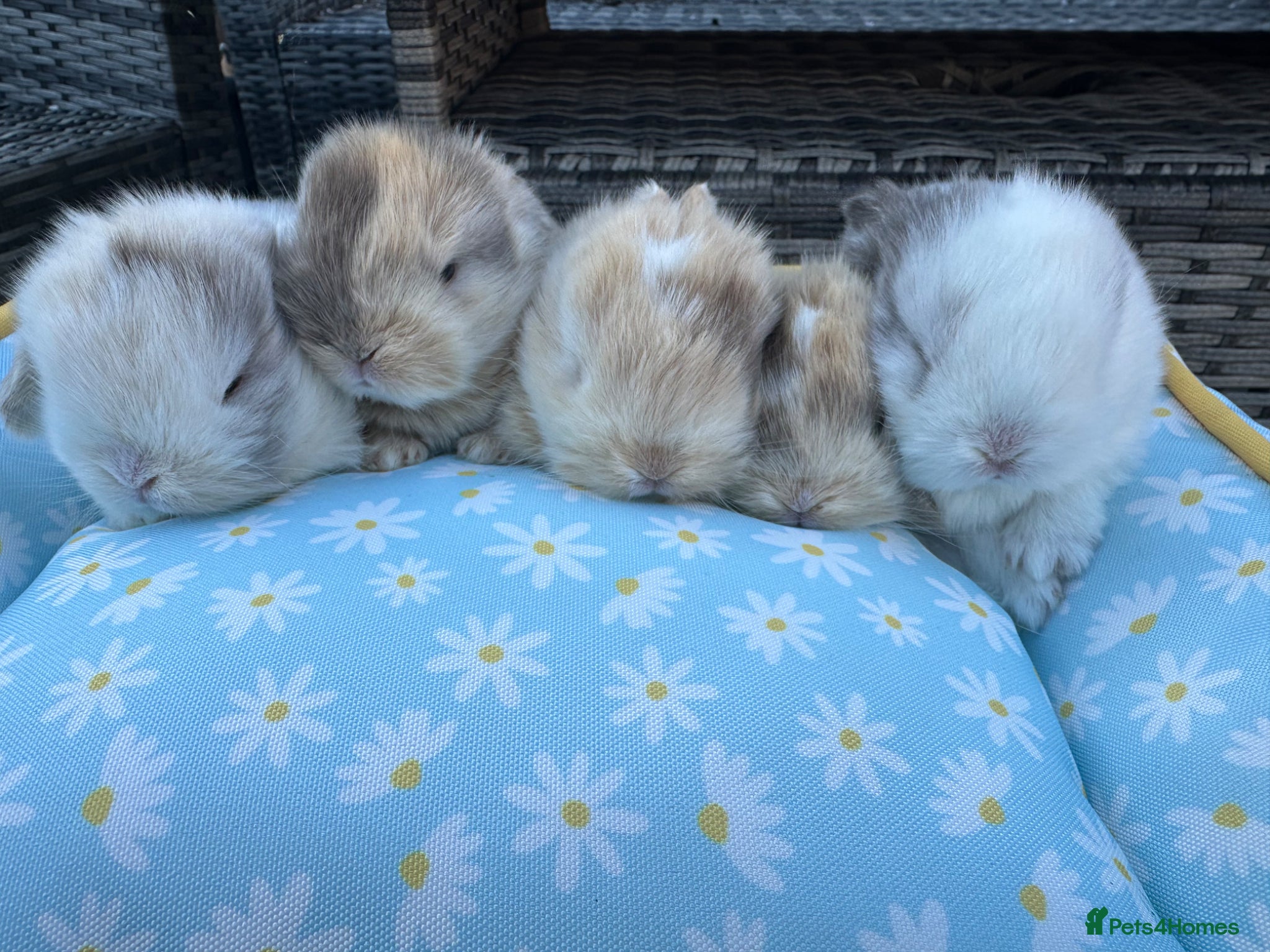 Mini Lop rabbits Stunning purebred mini lops  - Advert 2