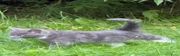 Mixed Breed cats for sale: Tabby kittens - Advert 12