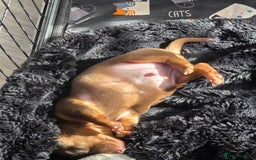 Miniature Dachshund dogs for sale: Miniature Dashaund puppies - Image 13
