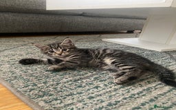Bengal cats for sale: Bengal x Persian male kitten for sale! - Image 5