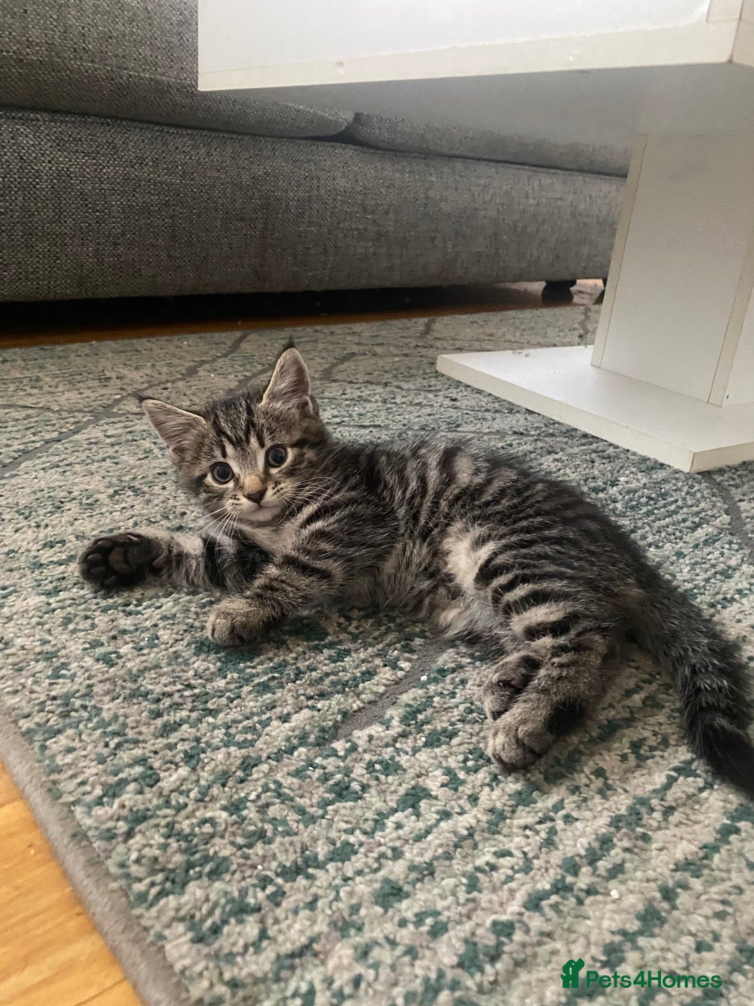 Bengal cats for sale: Bengal x Persian male kitten for sale! - Image 5