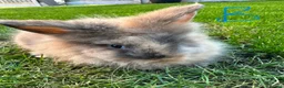 Lionhead rabbits for sale: Lionhead rabbits for sale  - Advert 7