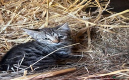 Bengal cats for sale: Beautiful farm reared bengals  - Image 8
