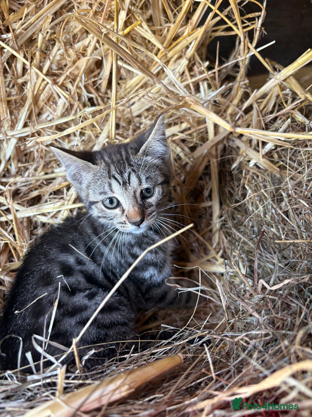 Bengal cats for sale: Beautiful farm reared bengals  - Image 8