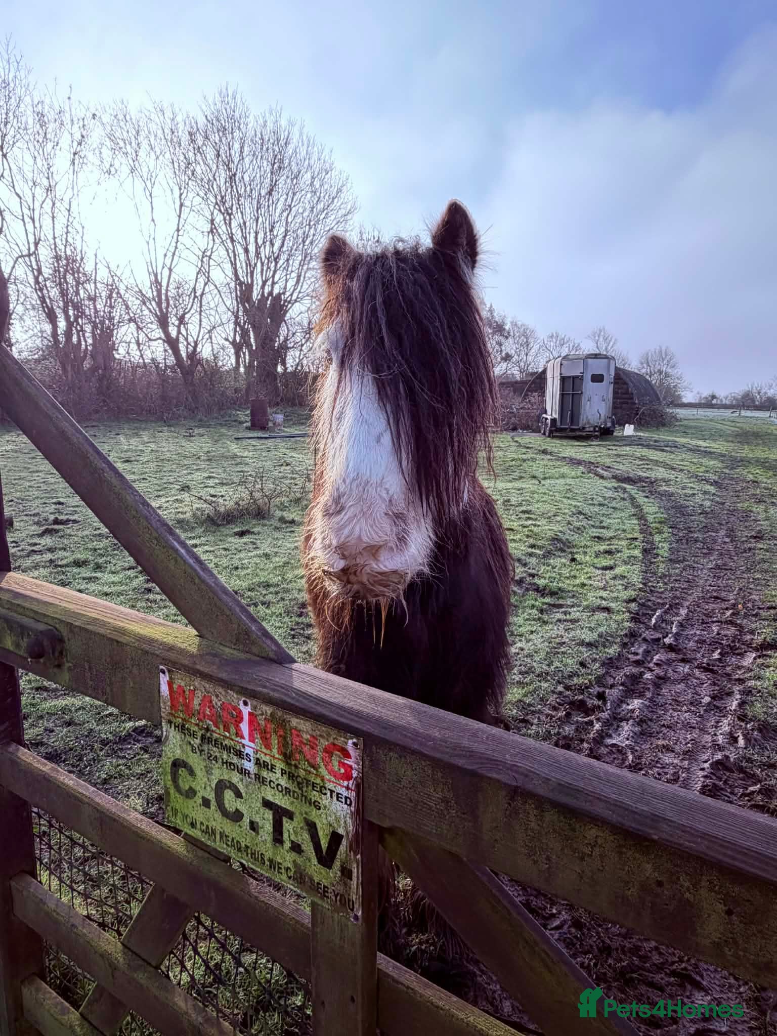Irish Cob horses for sale: Annie  - Advert 6